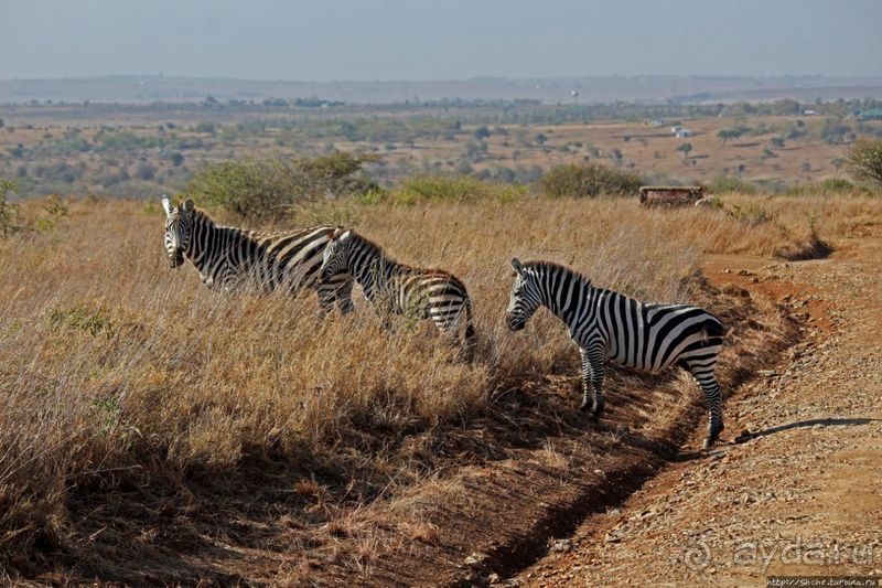 Жирафы на фоне небоскребов и уши львицы