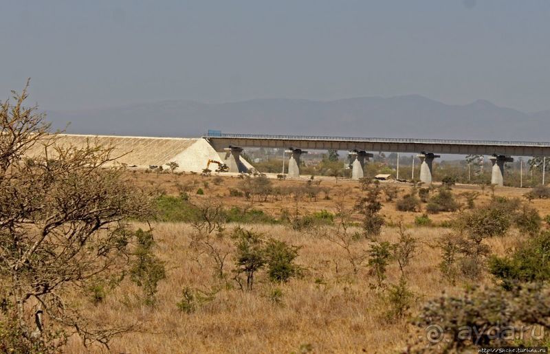 Жирафы на фоне небоскребов и уши львицы