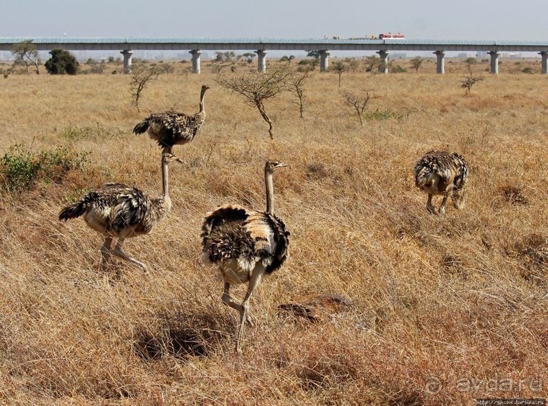 Жирафы на фоне небоскребов и уши львицы