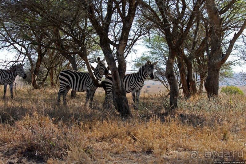 Жирафы на фоне небоскребов и уши львицы