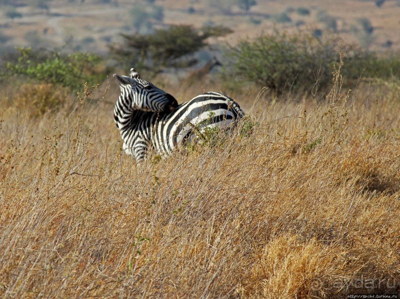 Жирафы на фоне небоскребов и уши львицы