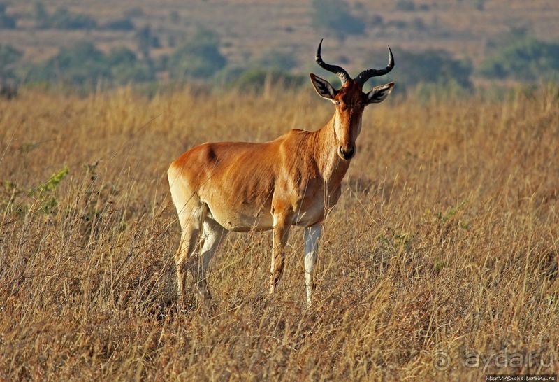 Жирафы на фоне небоскребов и уши львицы