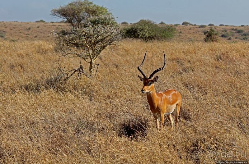 Жирафы на фоне небоскребов и уши львицы