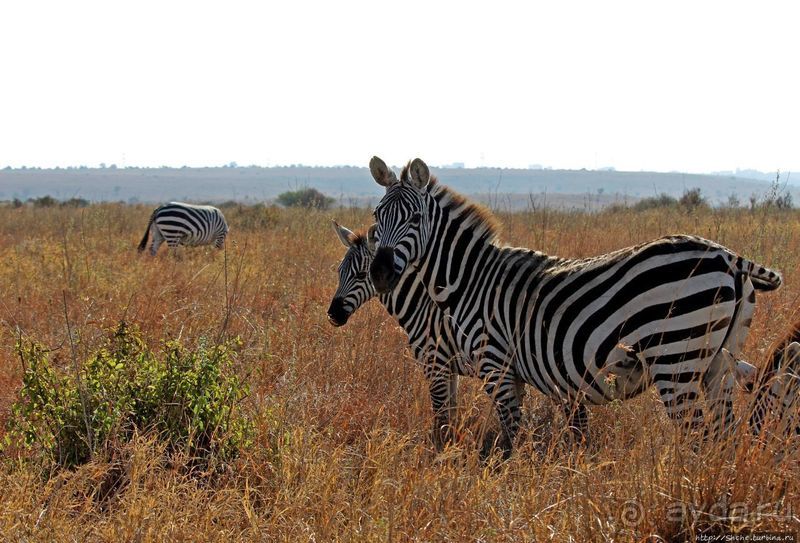 Жирафы на фоне небоскребов и уши львицы