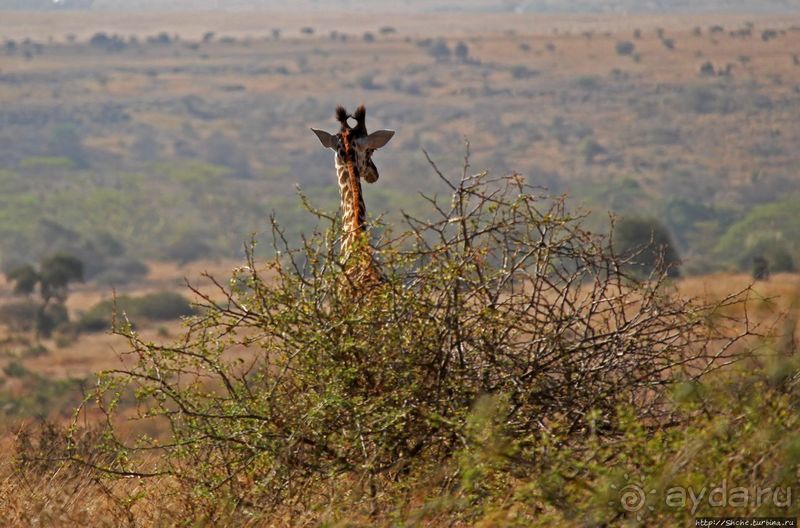 Жирафы на фоне небоскребов и уши львицы