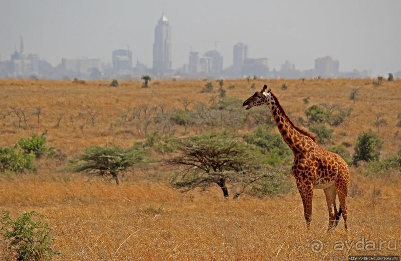 Жирафы на фоне небоскребов и уши львицы
