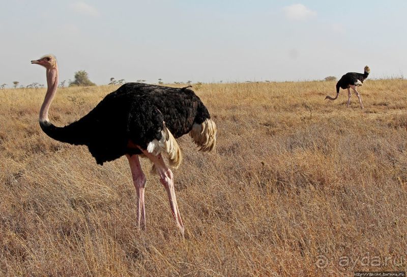 Жирафы на фоне небоскребов и уши львицы
