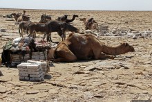 Соль рубить, соль возить