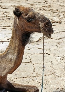 Соль рубить, соль возить