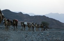 Соль рубить, соль возить