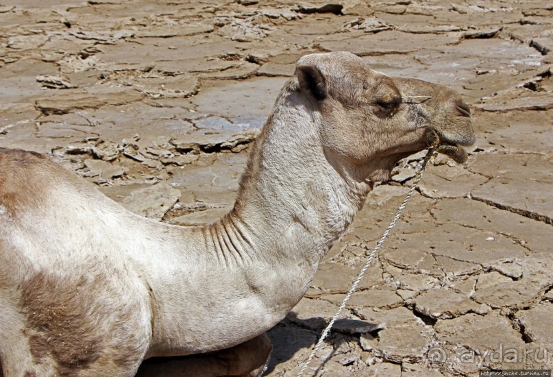 Соль рубить, соль возить