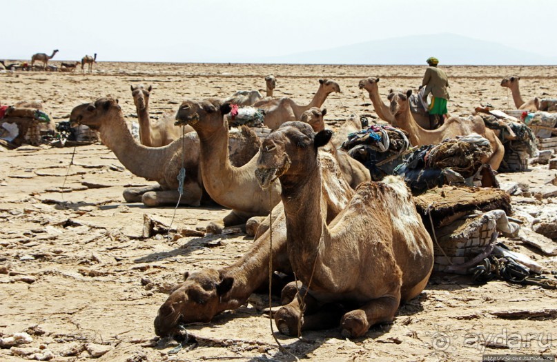 Соль рубить, соль возить