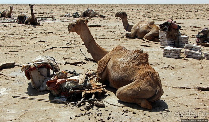 Соль рубить, соль возить
