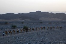 Соль рубить, соль возить