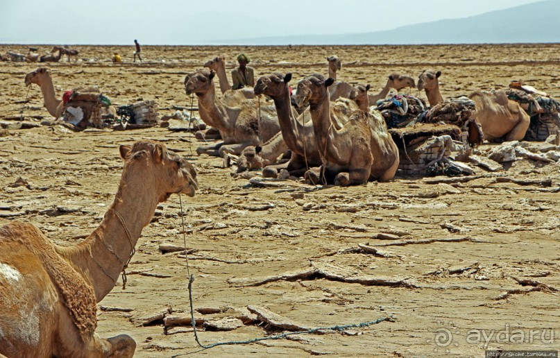 Соль рубить, соль возить