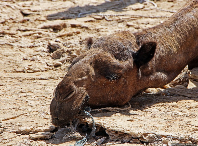 Соль рубить, соль возить