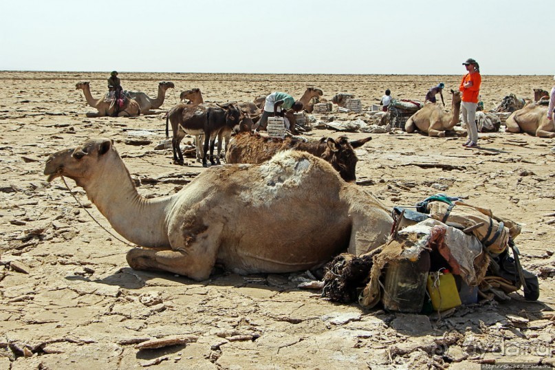 Соль рубить, соль возить