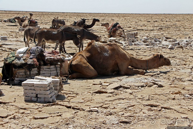 Соль рубить, соль возить