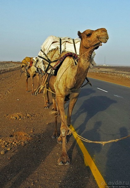 Соль рубить, соль возить