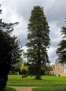 Сады и парк дворца Фонтенбло