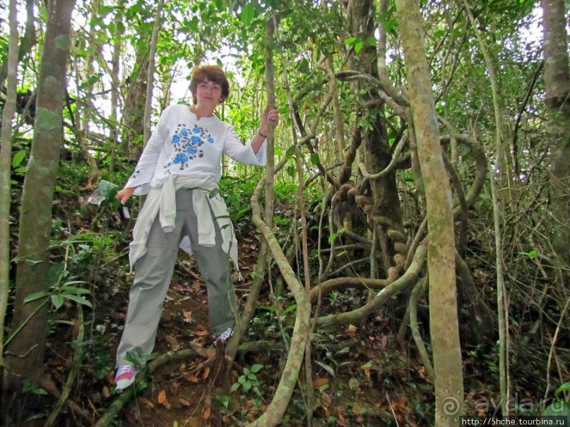 Поиски лемуров в дождевом лесу Андасибе. Удачная попытка.