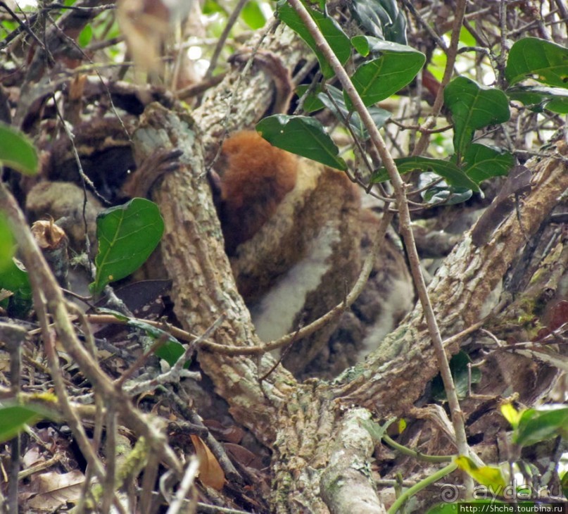 Поиски лемуров в дождевом лесу Андасибе. Удачная попытка.