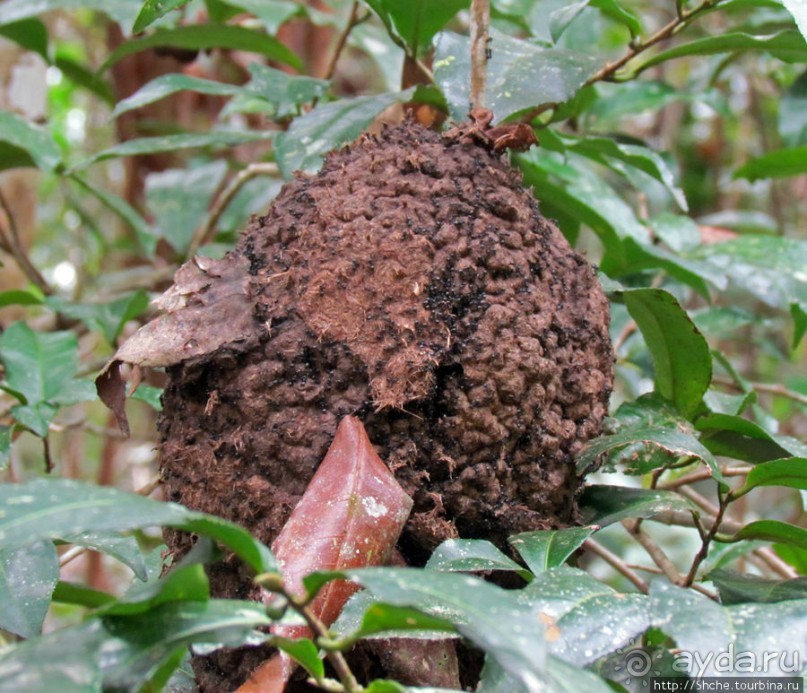 Поиски лемуров в дождевом лесу Андасибе. Удачная попытка.
