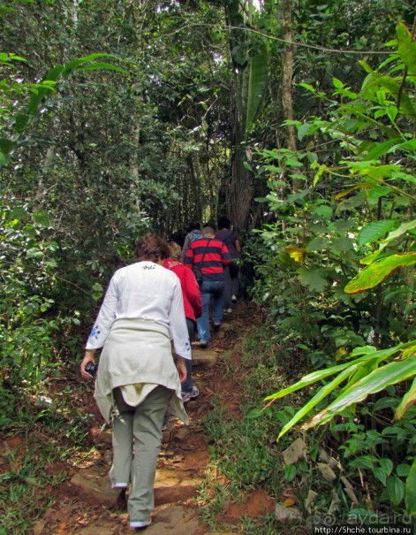 Поиски лемуров в дождевом лесу Андасибе. Удачная попытка.