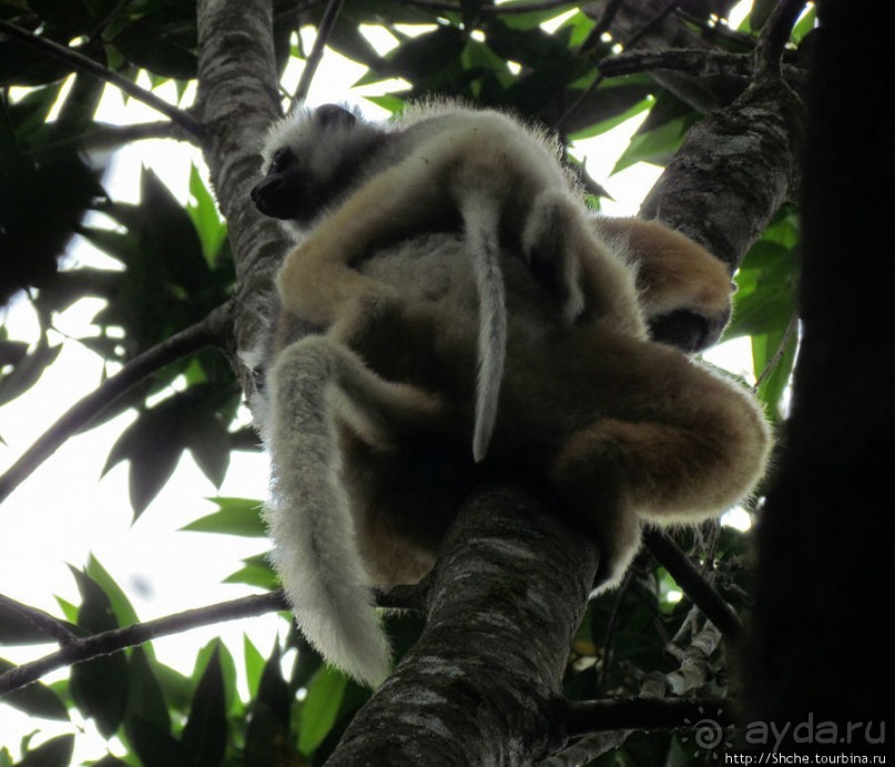 Поиски лемуров в дождевом лесу Андасибе. Удачная попытка.