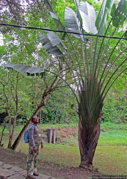 Поиски лемуров в дождевом лесу Андасибе. Удачная попытка.