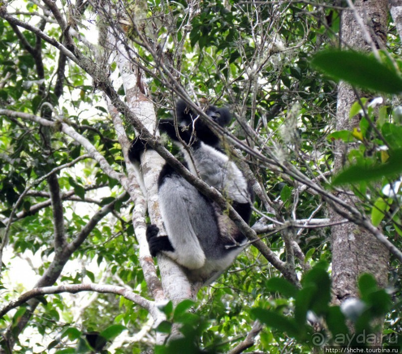 Поиски лемуров в дождевом лесу Андасибе. Удачная попытка.