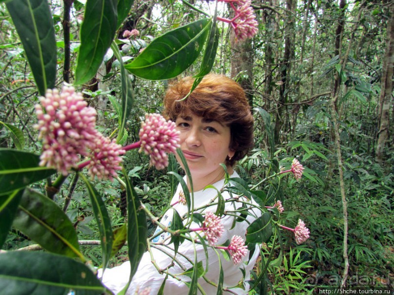 Поиски лемуров в дождевом лесу Андасибе. Удачная попытка.