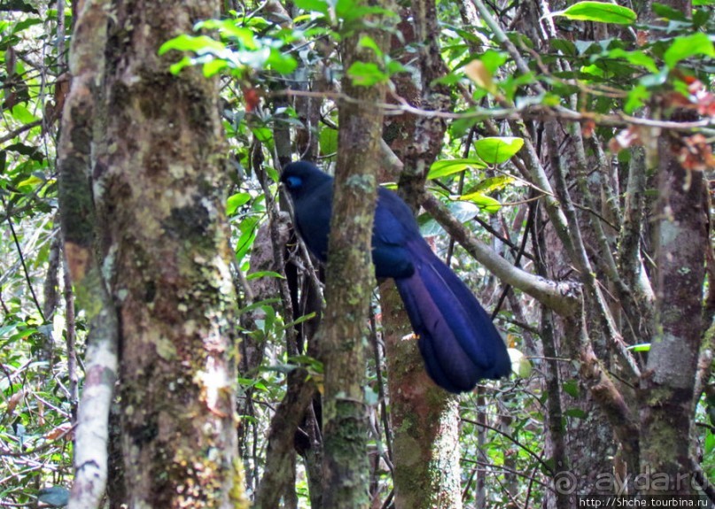 Поиски лемуров в дождевом лесу Андасибе. Удачная попытка.