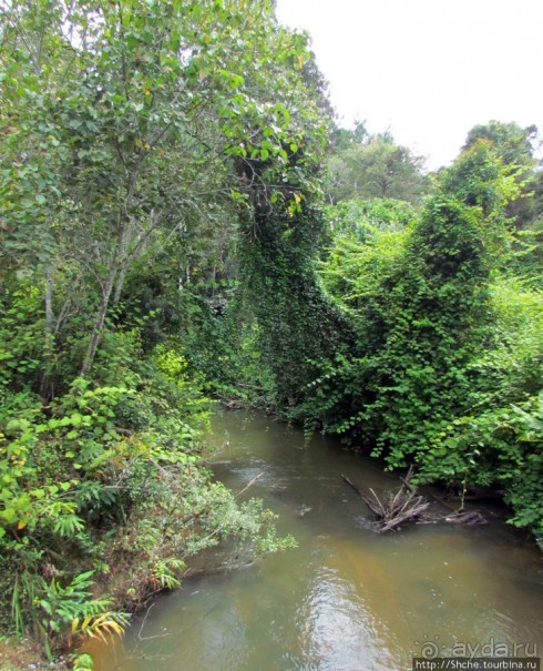 Поиски лемуров в дождевом лесу Андасибе. Удачная попытка.