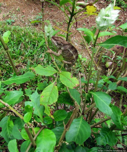 Поиски лемуров в дождевом лесу Андасибе. Удачная попытка.