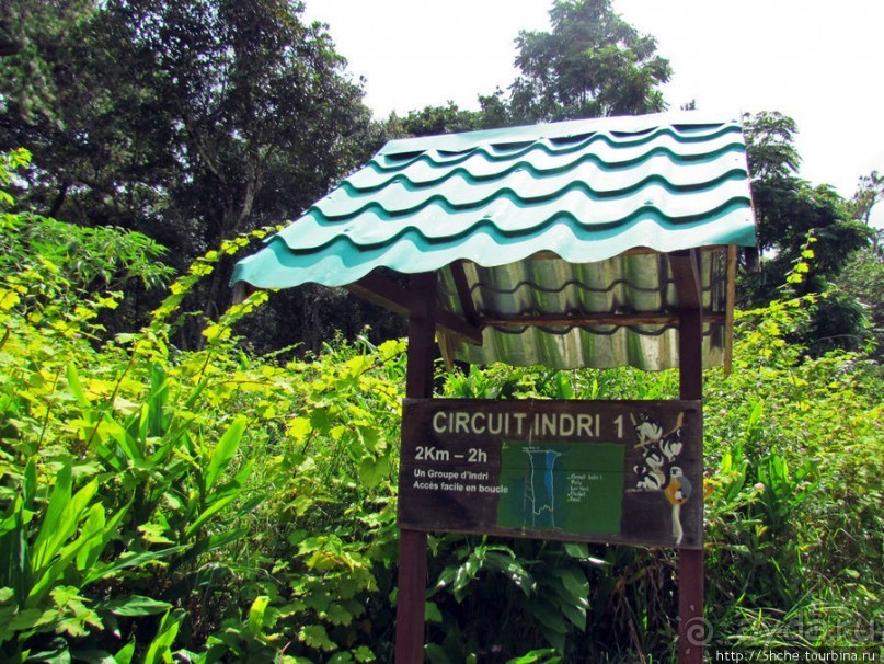 Поиски лемуров в дождевом лесу Андасибе. Удачная попытка.