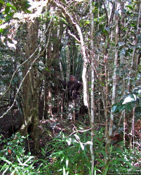 Поиски лемуров в дождевом лесу Андасибе. Удачная попытка.