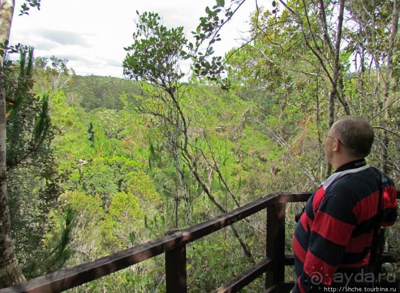 Поиски лемуров в дождевом лесу Андасибе. Удачная попытка.