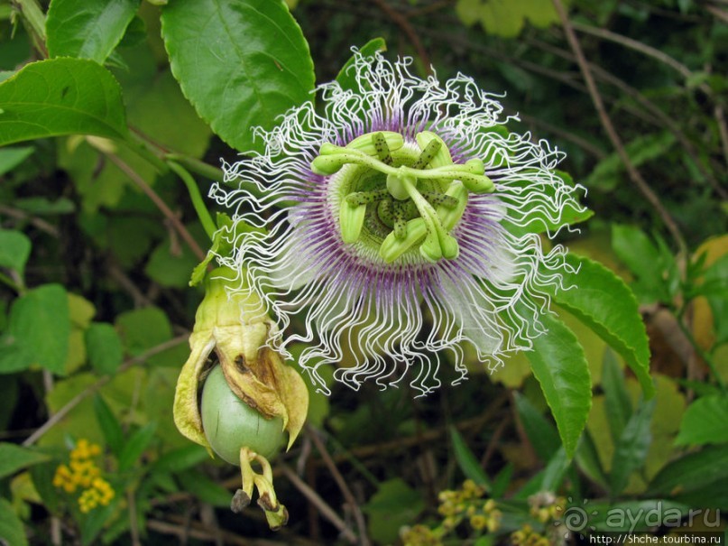 Поиски лемуров в дождевом лесу Андасибе. Удачная попытка.