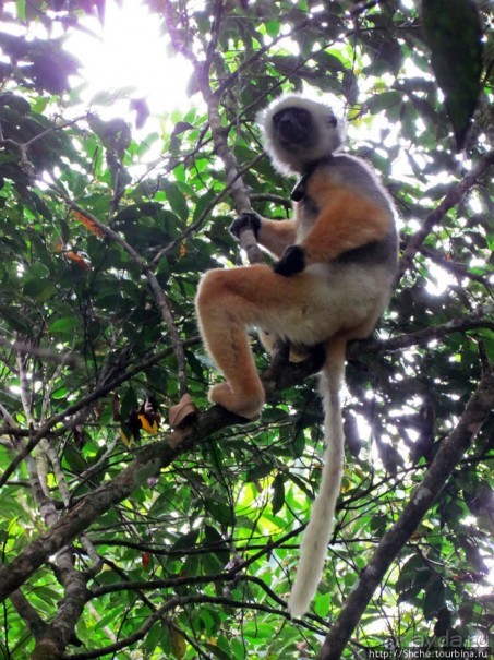 Поиски лемуров в дождевом лесу Андасибе. Удачная попытка.