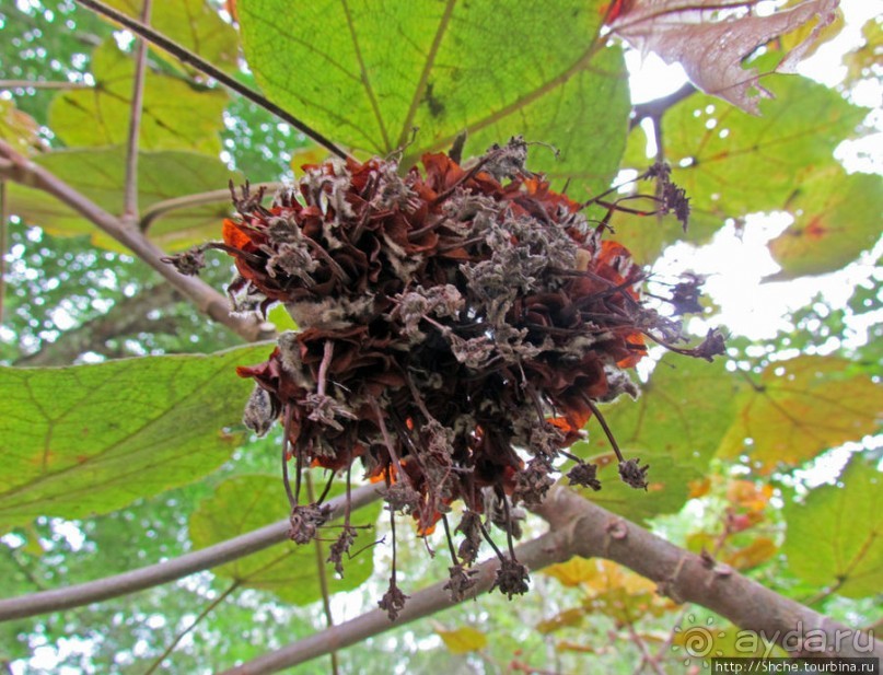 Поиски лемуров в дождевом лесу Андасибе. Удачная попытка.