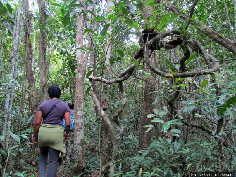 Поиски лемуров в дождевом лесу Андасибе. Удачная попытка.