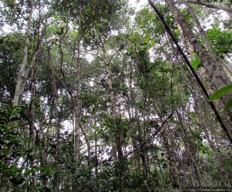 Поиски лемуров в дождевом лесу Андасибе. Удачная попытка.