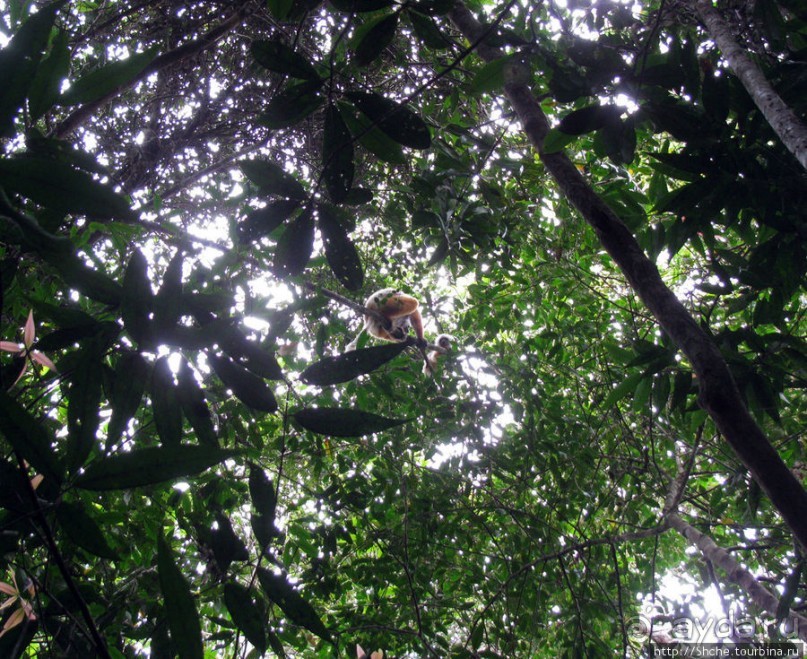 Поиски лемуров в дождевом лесу Андасибе. Удачная попытка.