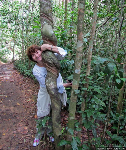 Поиски лемуров в дождевом лесу Андасибе. Удачная попытка.