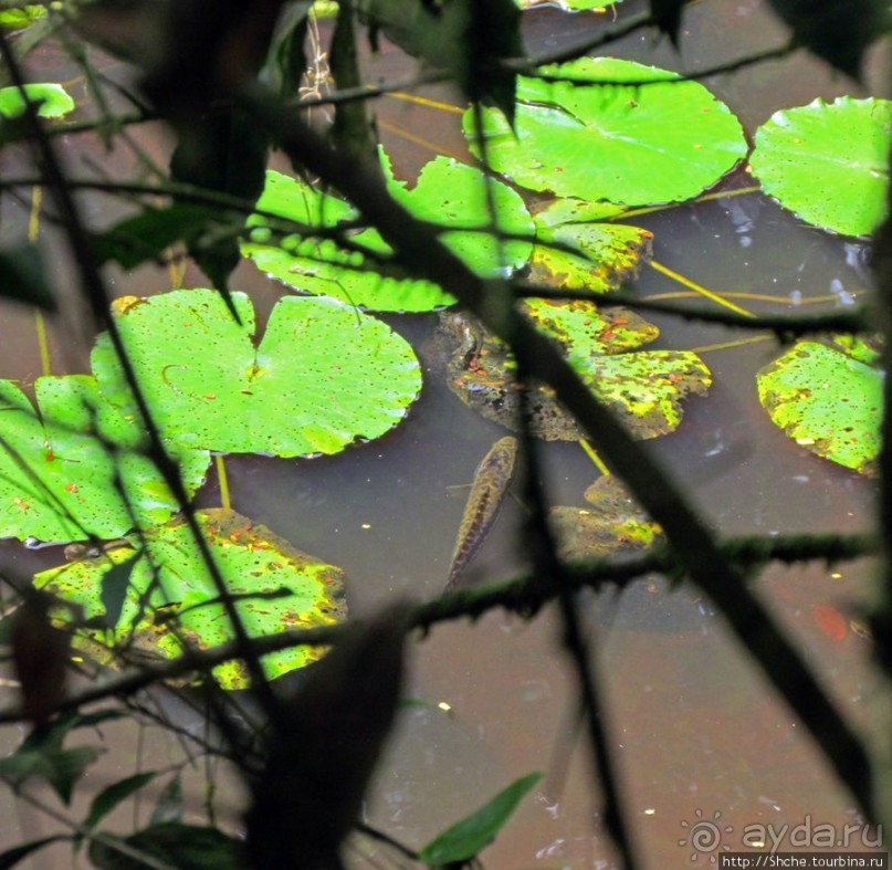 Поиски лемуров в дождевом лесу Андасибе. Удачная попытка.