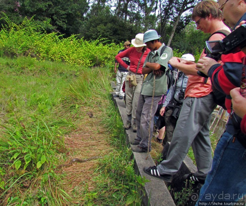 Поиски лемуров в дождевом лесу Андасибе. Удачная попытка.