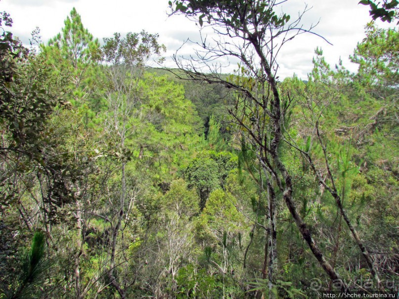 Поиски лемуров в дождевом лесу Андасибе. Удачная попытка.