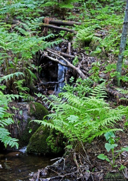 Море, горы, лес... Skuleskogen (объект ЮНЕСКО 898)