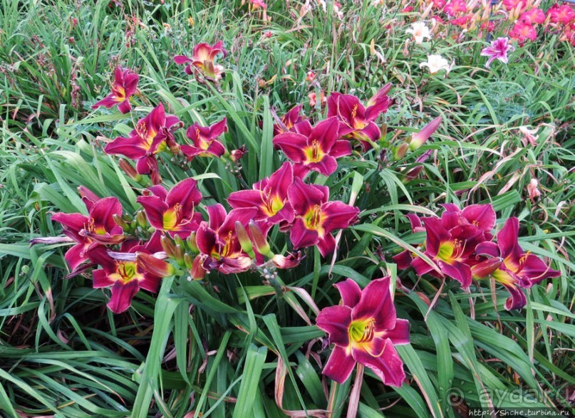 Торонто — город на озере. Набережная Онтарио